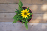 Echinacea - Sombrero Yellow (semená)