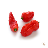 Bhut jolokia red  (semená)