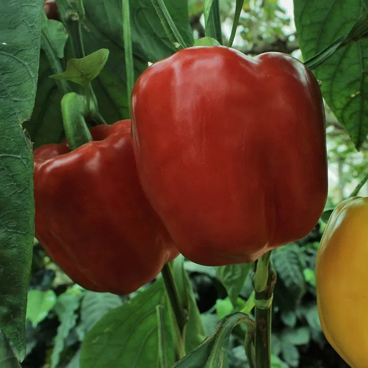 Granova (semená) sladká paprika