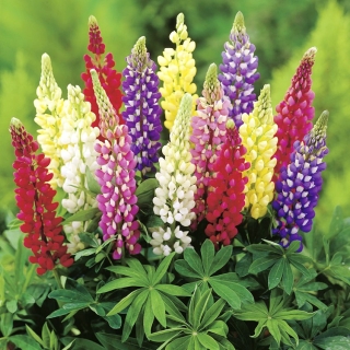 Lupinus - Mix farieb (semená)