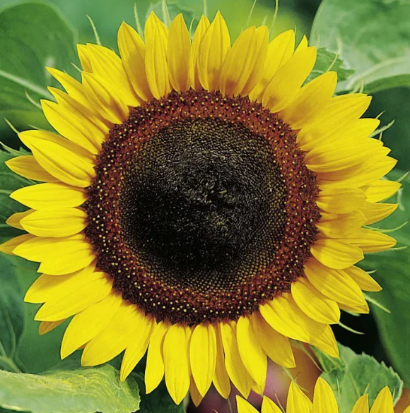 Slnečnica - Helianthus annuus - (semená)