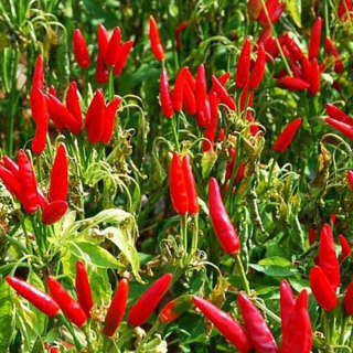 Chinese Chaotian Chilli (semená)