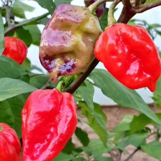 Maldivian Heart x Purple Bhut Chilli Seeds (Semená) chilli