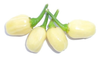 Habanero white  (semená)