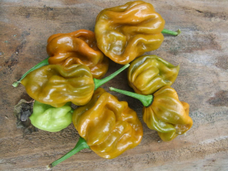 Habanero mustard (semená)