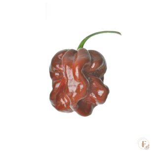 Habanero chocolate  (semená)