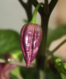 Bhut jolokia purple  (semená)