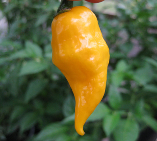 Habanero lemon  (semená)